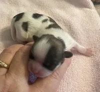 Imperial Pixie, a female Shih Tzu for sale in Lexington, NC – Photo 4 of 9