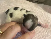 Imperial Pixie, a female Shih Tzu for sale in Lexington, NC – Photo 2 of 9