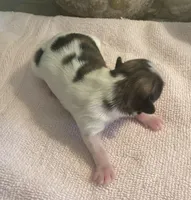 Imperial Pixie, a female Shih Tzu for sale in Lexington, NC – Photo 9 of 9