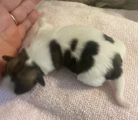 Imperial Pixie, a female Shih Tzu for sale in Lexington, NC – Photo 8 of 9