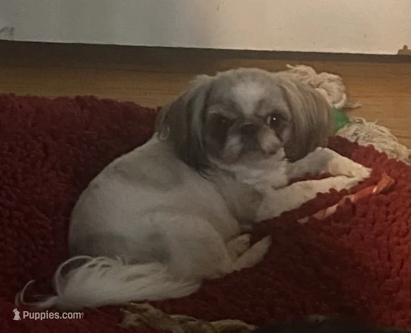 Sophie – Shih Tzu puppy for sale in Lexington, NC
