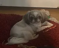 Sophie, a female Shih Tzu for sale in Lexington, NC – 1 of 8