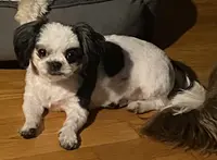 Jewel, a female Shih Tzu for sale in Lexington, NC – Photo 2 of 6