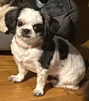 Jewel, a female Shih Tzu for sale in Lexington, NC – Photo 5 of 6