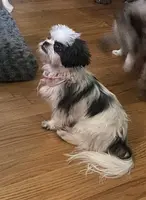 Jewel, a female Shih Tzu for sale in Lexington, NC – Photo 3 of 6