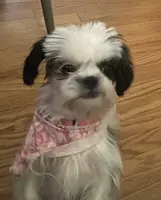 Jewel, a female Shih Tzu for sale in Lexington, NC – Photo 4 of 6