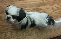 Jewel, a female Shih Tzu for sale in Lexington, NC – Photo 6 of 6