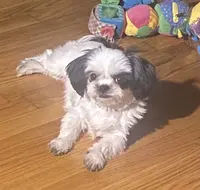 Jewel, a female Shih Tzu for sale in Lexington, NC – Photo 1 of 6