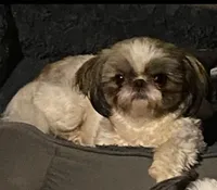 Sophie, a female Shih Tzu for sale in Lexington, NC – 3 of 8