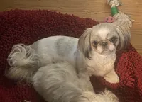 Sophie, a female Shih Tzu for sale in Lexington, NC – 6 of 8