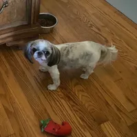 Sophie, a female Shih Tzu for sale in Lexington, NC – 2 of 8