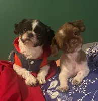Imperial Julie, a female Shih Tzu for sale in Lexington, NC – 8 of 8