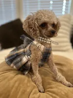 AKC Tiny Toy Muffin, a female Poodle - Toy  for sale in Lexington, NC – Photo 4 of 10