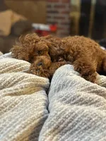 processed/918a9427-086e-4eb7-8d82-90c4ab34b859/listing/94efabc9-cc07-4cb3-92bf-b06e88fdf785/11d8b827-9a85-485c-a2d7-261ecb2067d8