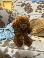 processed/918a9427-086e-4eb7-8d82-90c4ab34b859/listing/94efabc9-cc07-4cb3-92bf-b06e88fdf785/223c03d4-2c91-4b68-8dd7-abc32fe5ad7f