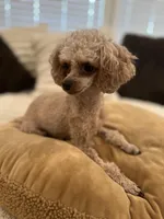 AKC Tiny Toy Muffin, a female Poodle - Toy  for sale in Lexington, NC – Photo 6 of 10