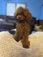 AKC Tiny Toy Muffin, a female Poodle - Toy  for sale in Lexington, NC – Photo 9 of 10