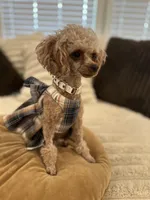 AKC Tiny Toy Muffin, a female Poodle - Toy  for sale in Lexington, NC – Photo 1 of 10