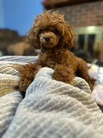 processed/918a9427-086e-4eb7-8d82-90c4ab34b859/listing/94efabc9-cc07-4cb3-92bf-b06e88fdf785/49ae1f77-5272-43a6-bc94-a530c35781f0