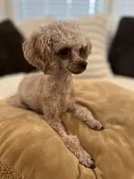 AKC Tiny Toy Muffin, a female Poodle - Toy  for sale in Lexington, NC – Photo 8 of 10