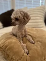 AKC Tiny Toy Muffin, a female Poodle - Toy  for sale in Lexington, NC – Photo 3 of 10