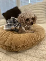 AKC Tiny Toy Muffin, a female Poodle - Toy  for sale in Lexington, NC – Photo 7 of 10