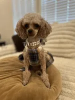 AKC Tiny Toy Muffin, a female Poodle - Toy  for sale in Lexington, NC – Photo 2 of 10