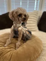 AKC Tiny Toy Muffin, a female Poodle - Toy  for sale in Lexington, NC – Photo 5 of 10