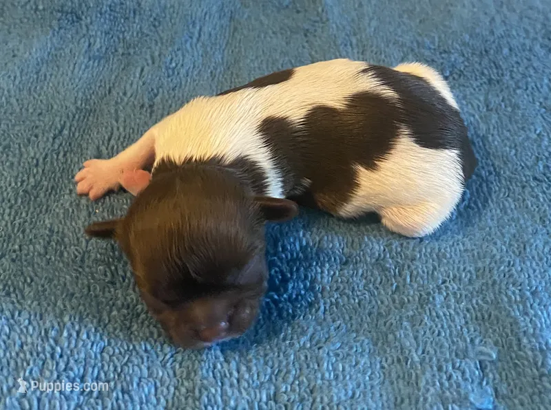 Imperial Julie – Shih Tzu puppy for sale in Lexington, NC