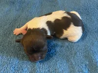 Imperial Julie, a female Shih Tzu for sale in Lexington, NC – 1 of 8