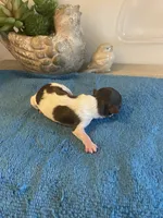 Imperial Julie, a female Shih Tzu for sale in Lexington, NC – 7 of 8