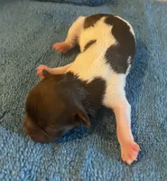 Imperial Julie, a female Shih Tzu for sale in Lexington, NC – 4 of 8
