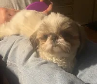 Sophie, a female Shih Tzu for sale in Lexington, NC – 7 of 8