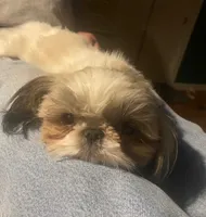 Sophie, a female Shih Tzu for sale in Lexington, NC – 4 of 8