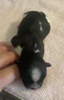 Imperial Tray, a male Shih Tzu for sale in Lexington, NC – Photo 5 of 10