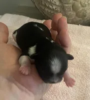 Imperial Tray, a male Shih Tzu for sale in Lexington, NC – Photo 3 of 10