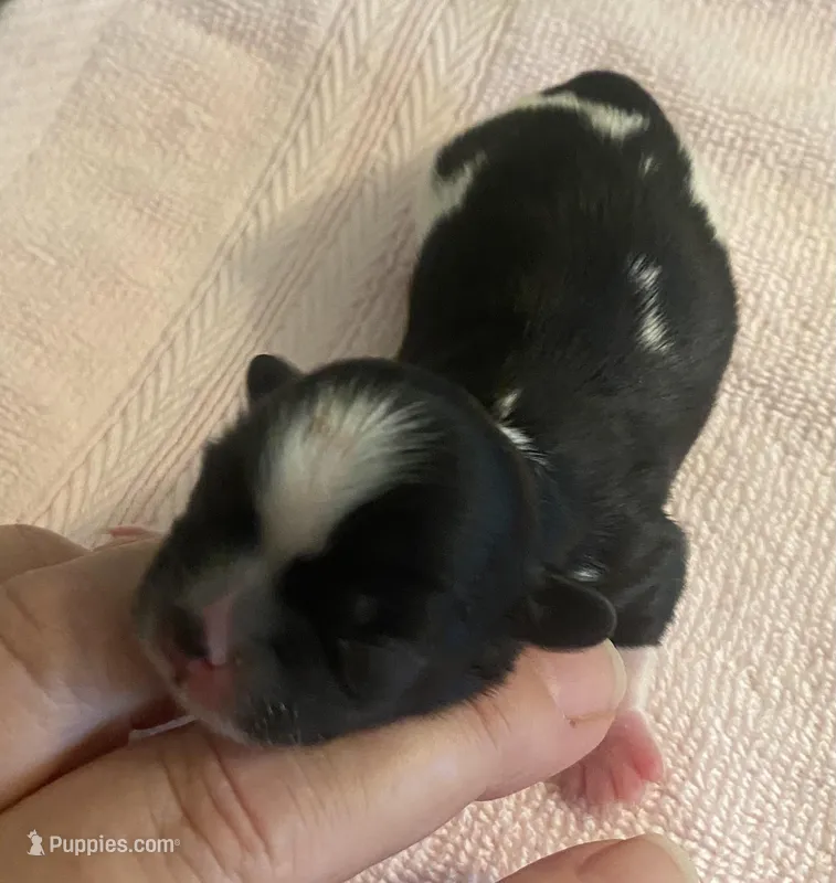 Imperial Tray – Shih Tzu puppy on hold in Lexington, NC