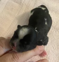 Imperial Tray, a male Shih Tzu for sale in Lexington, NC – Photo 1 of 10