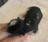 Imperial Tray, a male Shih Tzu for sale in Lexington, NC – Photo 4 of 10