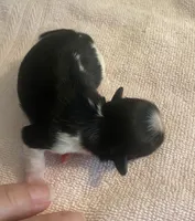 Imperial Tray, a male Shih Tzu for sale in Lexington, NC – Photo 9 of 10