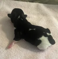 Imperial Tray, a male Shih Tzu for sale in Lexington, NC – Photo 6 of 10