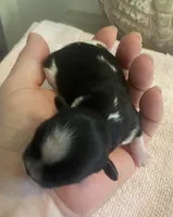 Imperial Tray, a male Shih Tzu for sale in Lexington, NC – Photo 10 of 10