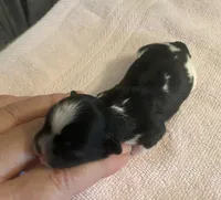 Imperial Tray, a male Shih Tzu for sale in Lexington, NC – Photo 8 of 10