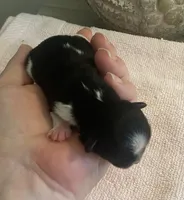 Imperial Tray, a male Shih Tzu for sale in Lexington, NC – Photo 2 of 10