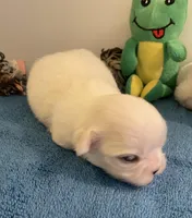 Imperial Snowball , a female Shih Tzu for sale in Lexington, NC – Photo 6 of 8