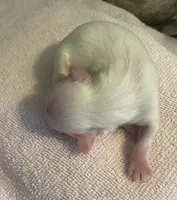 Imperial Snowball , a female Shih Tzu for sale in Lexington, NC – Photo 6 of 9