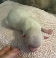 Imperial Snowball , a female Shih Tzu for sale in Lexington, NC – Photo 8 of 9