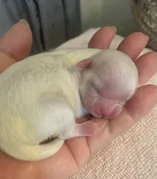 Imperial Snowball , a female Shih Tzu for sale in Lexington, NC – Photo 4 of 9