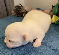 Imperial Snowball , a female Shih Tzu for sale in Lexington, NC – Photo 2 of 8