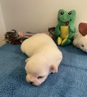 Imperial Snowball , a female Shih Tzu for sale in Lexington, NC – Photo 7 of 8